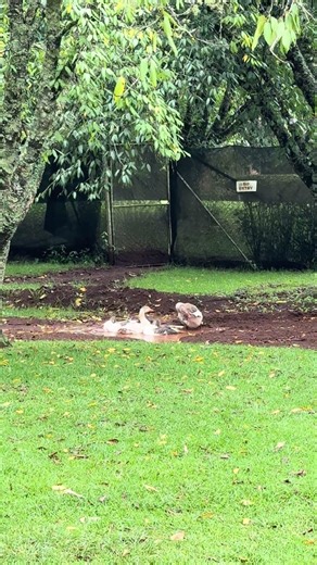 A gaggle of muddy geese