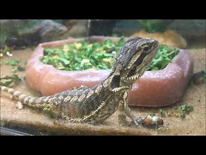 Petco Reptiles