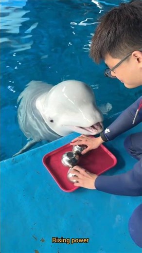 boy played a unique game with the dolphin #tiktoktrende