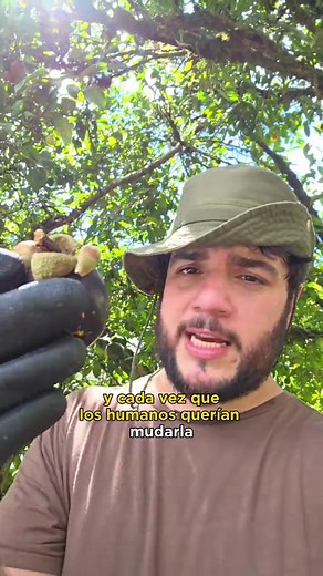 Descubre el Mangostino: Más que una Fruta