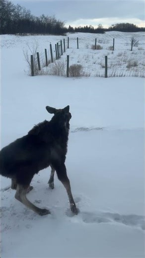 Guess I need to open my ice cream window. Moosetracks anyone?