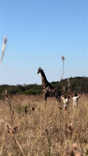 🌍🦁 Experience wildlife conservation like never before- hands-on, up close, and unforgettable. Even in protected reserves, animals often can’t roam freely. Over time, this can cause: inbreeding, population decline and reduced survival. By relocating animals, conservationists can: ✅ Increase genetic diversity ✅ Boost population numbers ✅ Restore species to areas where they have disappeared (rewilding) ✅ Protect species from threats like conflict zones or habitat loss In short, game capture and r