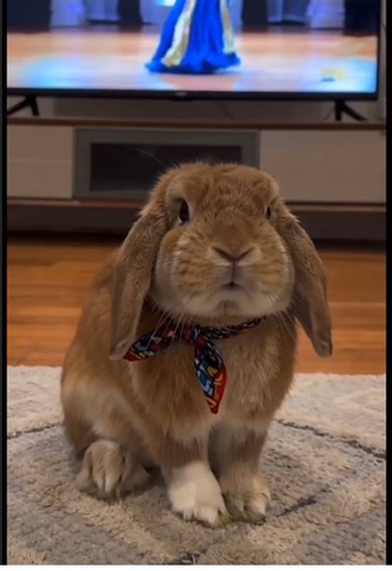 Funny Dancing Rabbit Faints on TV