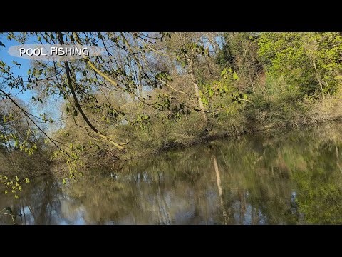 🎣 Angling | Pool fishing with sweetcorn after a spring species 