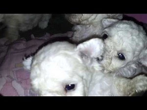 cachorros caniche mini toy de 26 dias