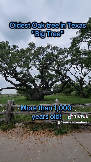Goose Island State Park perfect for camping and fishing, make sure to make a reservation #texas #rockport #texasstateparks #camping #fishing #gooseisland #bigtree #summervibes #statepark #5senses #fishtok @Texas Parks & Wildlife Dep.