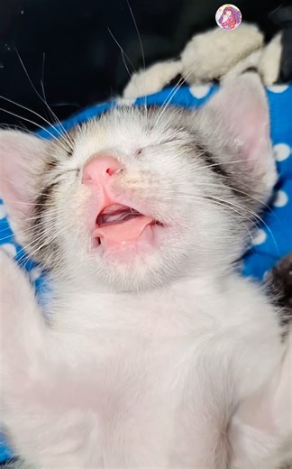 Little kitty sleeping with mouth open like a tiny angel 🥰 #shorts #short #cat #youtubeshorts #yt
