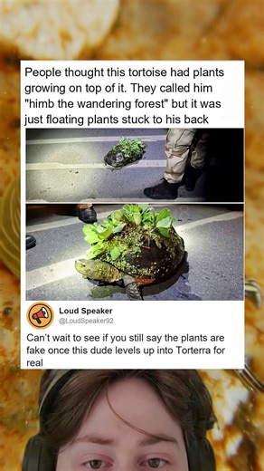 Thats A Pok Mon Torterra Starter Kit Found Irl