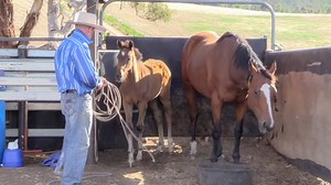 THE PRINCIPLES OF TRAINING IN ACTION: FOAL HANDLING In this episode of The Principles Of Training, I am in Australia with Luke Thomas, a master horseman who halter breaks hundreds of foals throughout rural Australia. This video is from a couple years back when I helped Luke out during his extended stint of halter breaking these foals. The methods used by Luke contain different pieces of The Principles of Training, which goes to show that no matter the breed, age, or experience level the principl