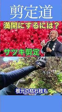 《今だけ！！》花後の今だからできるサツキ剪定 健康と美しさを引き立てるお手入れは#剪定方法 #庭作業 #庭木の管理 #庭木の手入れ #サツキ #初心者