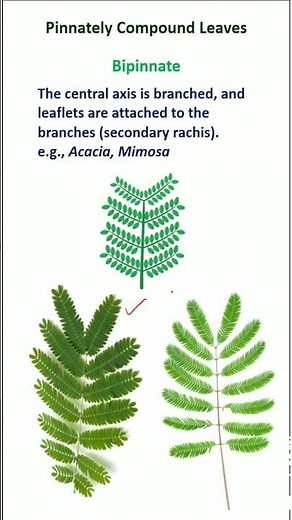 Types of Pinnately Compound Leaves #pinnate #pinnatecompoundleaf #plants #biology #botanylecture