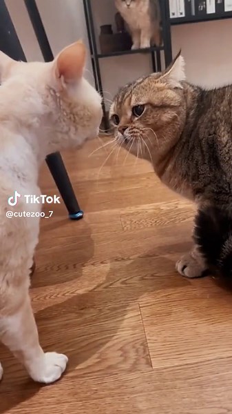 Funny Cats Fighting Video Compilation