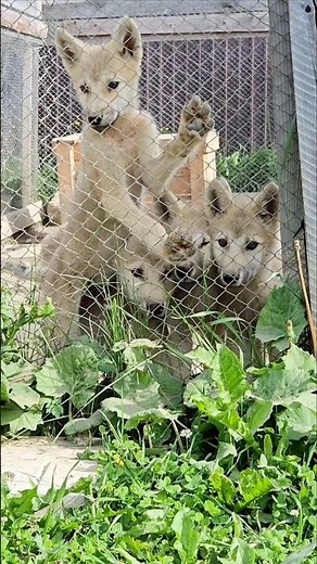 Arctic wolf puppies (17.06.2024, archive video) #wolf #puppy #arcticwolf