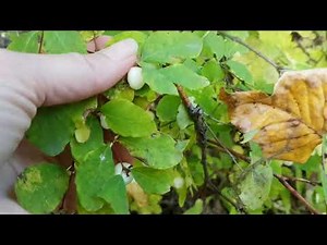 common snowberry (Symphoricarpos albus)