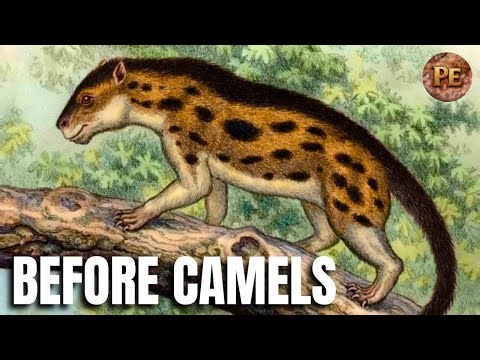 The NONSENSE Evolution of Camel ancestors
