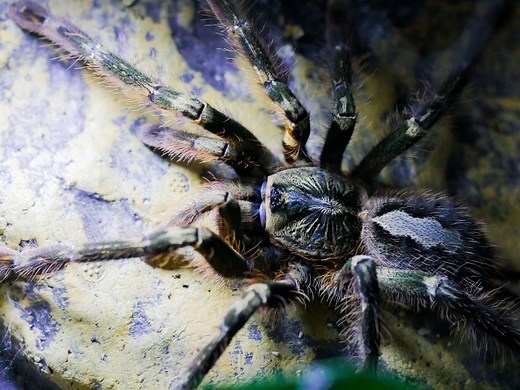 Fringed Ornamental Tarantula (Poecilotheria ornata) care — The Tarantula Collective