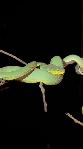 Camouflaged Predator! Bamboo Pit Viper in Its Natural Habitat. #Venomous #Nature #Short