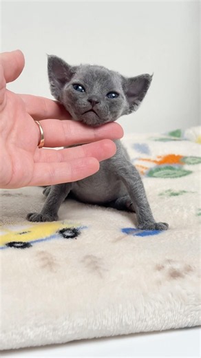 💙#devonrexcattery #cat #kittens #devonrex #cute #lovecats