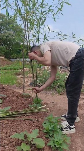 Share the process of planting bamboo in the vegetable garden