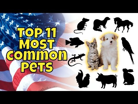 Top 11 Most Common Pets in America