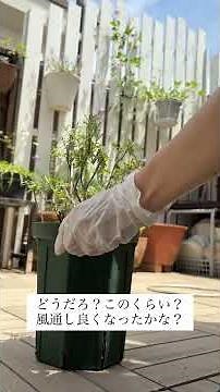 イングリッシュラベンダー梅雨前の剪定〜挿し芽 #ラベンダー#剪定#挿し木#挿し芽