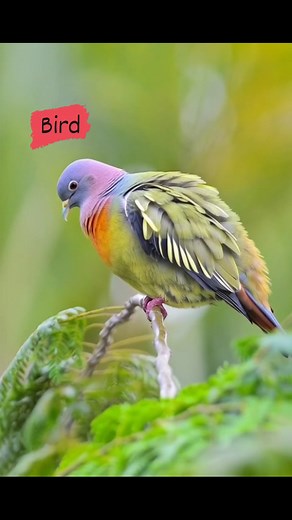 6.5K views · 417 reactions | The bird in the image is the Pink-necked...