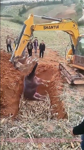 Farm Biosecurity: Compliant Livestock Burial Preparation with Excavator