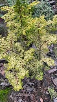 Chamaecyparis obtusa Lucas