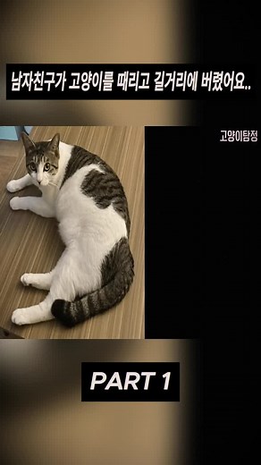남자친구가 고양이를 때리고 길거리에 버렸어요..1 #animals #pets #zoo #이색동물 #동물 #추천 #충격