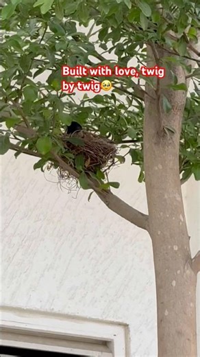 🪺🪹#nest #fypシ゚viral #birds #home #youtubeshorts #love