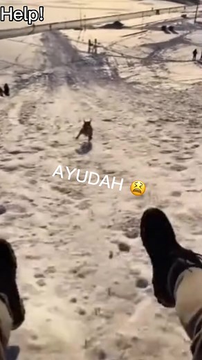 THE WAY HES RUNNING #fyp#dog#meme#funny#funnyvideos#fypシ | dog videos