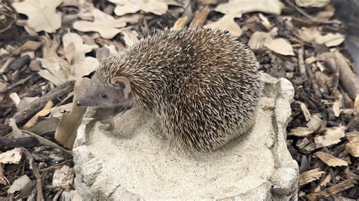 6.2K views · 157 reactions | Meet Violet! She's a lesser hedgehog tenrec who resides in our ambassador animal building. There are 29 different types of tenrecs and can only be found in Madagascar. Find out which surprise animal they are related to - Keeper Brian has all the 411! | Houston Zoo | Facebook