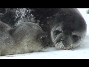 Beautiful Weddell Seals of Antarctica