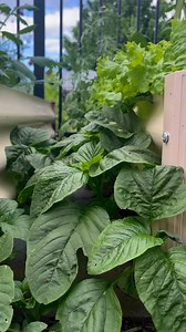 129K views · 1.5K reactions | Harvest Amaranthus or pigweed #amaranthus #pigweed #growyourownfood #vegetables #homegrown #garden #RuralLife #kitchengarden #fypシ゚ | GrowwithChea | Facebook