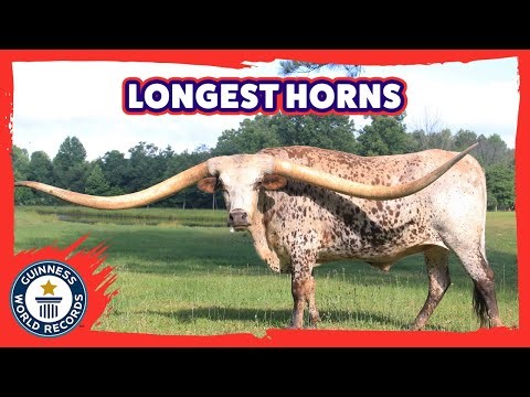 Humongous Horns: Texas Longhorn From Alabama Sets Guinness World Record