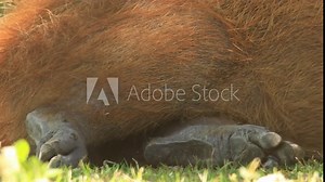 Capybara legs and feet closeup moving as it rests on grass