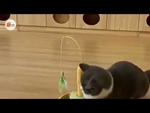 2-in-1 Cat Toy with Feather – Interactive Self-Play Turntable for Cats