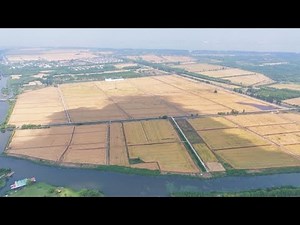 China's main wheat-producing areas start harvest