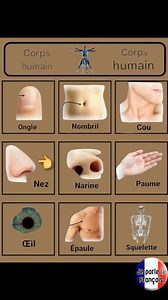 9.2K views · 231 reactions | Les parties du corps humain en français | تعلم اللغات Learning languages | Facebook