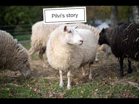 Halter training a fearful sheep