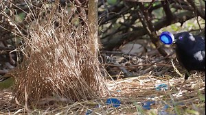 a male satin bowerbird's mating dance with a female in his bower at a forest on the central coast of nsw, australia