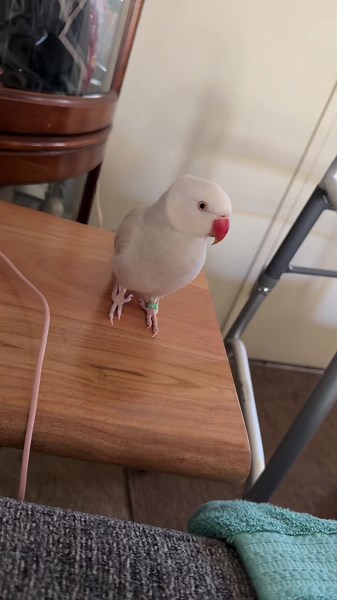 Mami chula (@07mamichula)’s videos with Happy Cockatiel - AtilaKw