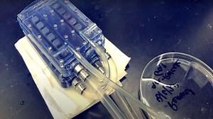 Artificial kidney is a success in pigs, what about humans?