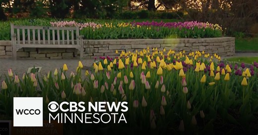 It's tulip time around the Twin Cities!
