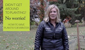 Do you still have perennials or shrubs in pots that you never got around to planting this fall? You can still save them! In this video I'll share how you can winter over plants still in containers so you can plant them next spring. | The Impatient Gardener