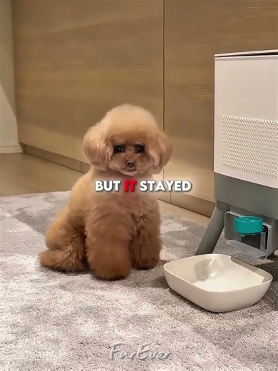 He really wanted those snacks 🥨😂 #shorts