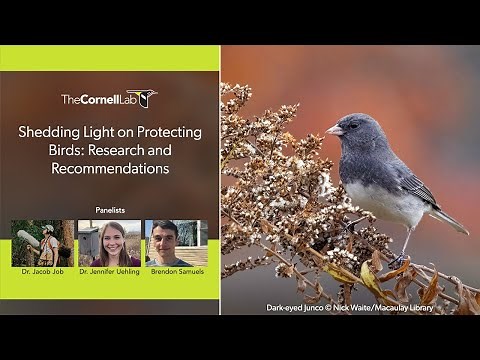 Shedding Light on Protecting Birds: Research and Recommendations