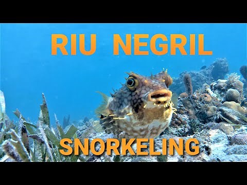 Mesmerizing snorkeling right off the beach RIU Negril, Jamaica.
