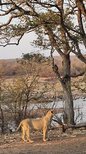 In this video, a lively baboon troop finds themselves perched in a tree, barking urgent alarm calls. The cause of their concern? Young members of a lion pride cautiously approaching the base of the tree. #lion #baboon #safari #safarikruger #safaricom #wildlife ##wildafrica #krugerwildlife #krugersightings #krugerpark #krugerparksafari | KPS Safari & Tours