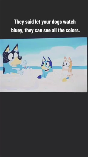 Movies for Dogs: What to Watch with Your Pup